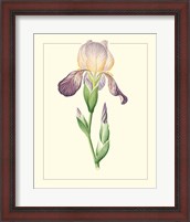 Framed Purple Irises III