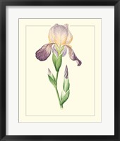 Purple Irises III Framed Print