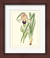 Framed 'Purple Irises IV' border=