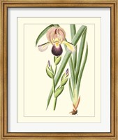 Framed Purple Irises IV