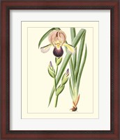 Framed Purple Irises IV