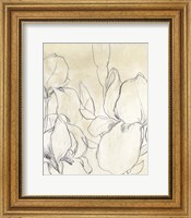 Framed Iris Garden Sketch I