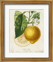 Framed French Lemon I