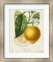 Framed 'French Lemon I' border=