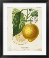 Framed 'French Lemon I' border=