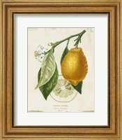 Framed French Lemon II