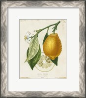 Framed 'French Lemon II' border=