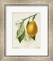 Framed 'French Lemon II' border=