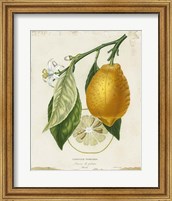Framed French Lemon II