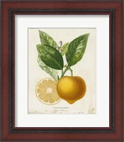 Framed French Lemon III