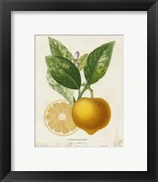 Framed 'French Lemon III' border=