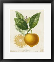 Framed 'French Lemon III' border=