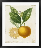 Framed French Lemon III