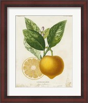 Framed French Lemon III