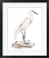 A White Heron IV Framed Print