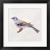 Bird Sketch II Framed Print
