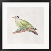 Framed Bird Sketch III