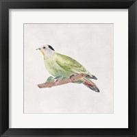 Framed Bird Sketch III
