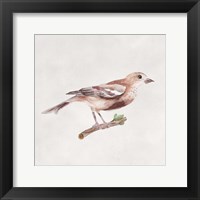 Bird Sketch IV Framed Print