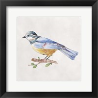 Bird Sketch V Framed Print
