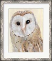 Framed Common Barn Owl I