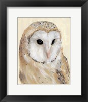 Framed Common Barn Owl II