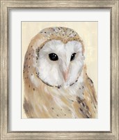 Framed Common Barn Owl II