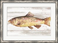 Framed Spotted Trout I