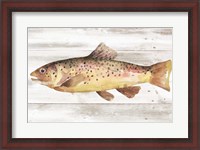 Framed Spotted Trout I