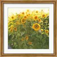 Framed Sunflower Field