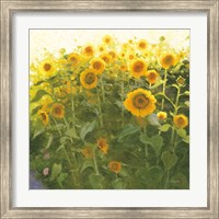 Framed Sunflower Field