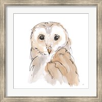 Framed Barn Owl II