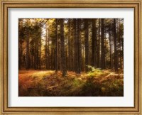 Framed Painting of a Forest
