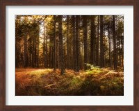 Framed Painting of a Forest
