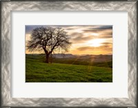 Framed Tree