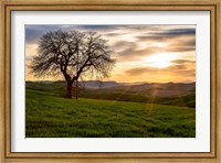 Framed Tree