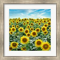 Framed Cortona Sunflowers #2