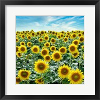 Framed Cortona Sunflowers #2