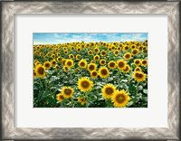 Framed Cotona Sunflowers #1