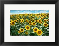 Framed Cotona Sunflowers #1