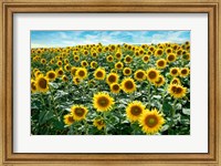 Framed Cotona Sunflowers #1