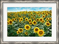 Framed Cotona Sunflowers #1