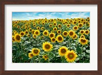 Framed Cotona Sunflowers #1