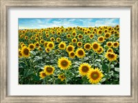 Framed Cotona Sunflowers #1