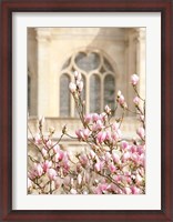 Framed Spring Magnolias In Paris