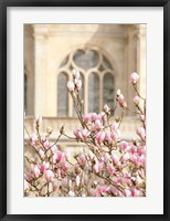 Framed Spring Magnolias In Paris