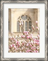 Framed Spring Magnolias In Paris