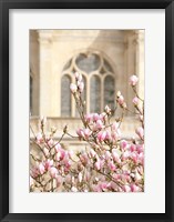 Framed Spring Magnolias In Paris