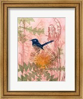 Framed Little Blue Wren