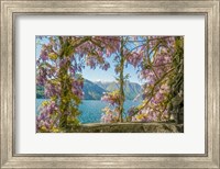 Framed Wisteria and Mountains - Lago di Como